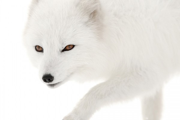 Fotografiar zorros árticos en Islandia